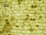 Dictyota dichotoma9